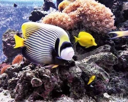 水族館裝修風格：水族館裝修風格多樣