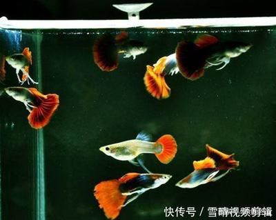 招財(cái)龍魚擺放位置圖：招財(cái)龍魚擺放位置的講究與奧秘