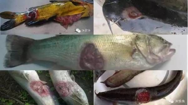 迪慶藏族自治州可麗愛魚缸專賣店：可麗愛魚缸專賣店