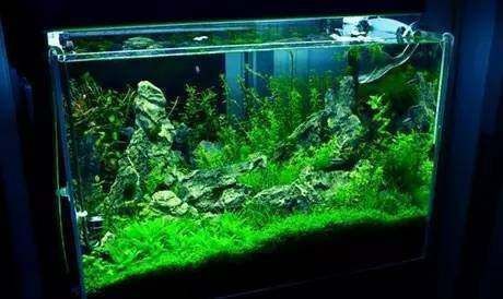 魚缸過濾器材，如何維護魚缸過濾器材魚缸過濾器的選購技巧 魚缸過濾器材，如何維護魚缸過濾器材魚缸過濾器的選購技巧 魚缸百科 第4張