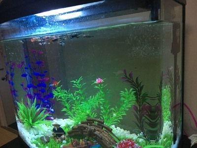 80的魚缸可以養多少條小魚：80的魚缸適合養什么魚