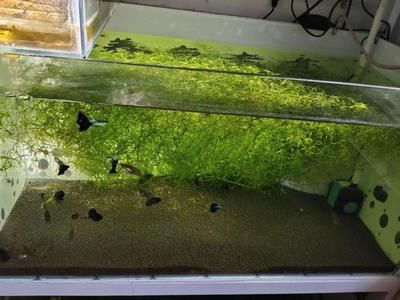 80的魚缸可以養多少條小魚：80的魚缸適合養什么魚