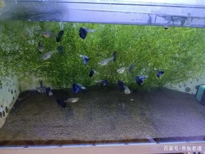 80的魚缸可以養多少條小魚：80的魚缸適合養什么魚