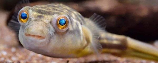 龍魚不吃東西是什么原因vs祥龍魚場：龍魚不吃東西可能由多種原因引起