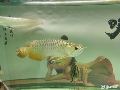 龍魚多長時間檢疫一次最好呢vs祥龍魚場：祥龍魚場關于龍魚檢疫的具體做法