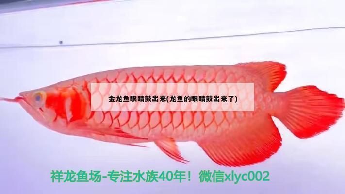 金龍魚繁殖期飼料新鮮度判斷：金龍魚繁殖期的飼料選擇和新鮮度判斷尤為重要 金龍魚繁殖期飼料新鮮度判斷：金龍魚繁殖期的飼料選擇和新鮮度判斷尤為重要 金龍魚百科 第5張
