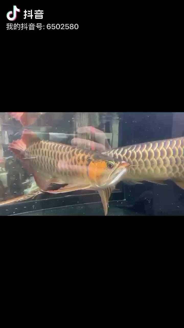 擂臺賽赤元素VS龍魚之家 擂臺賽赤元素VS龍魚之家 龍魚之家 第2張