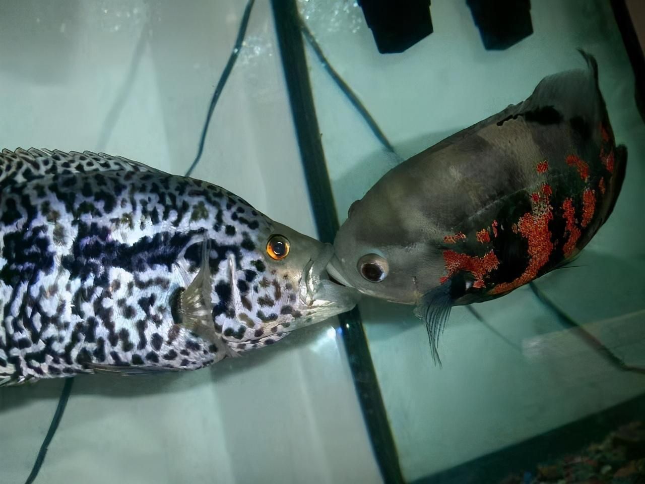 虎魚身上突然黑斑怎么回事：虎魚身上出現黑斑可能有多種原因