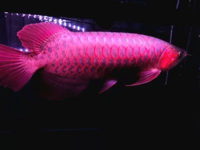 紅龍魚每天要喂多少食物才好：如何判斷紅龍魚是否吃飽