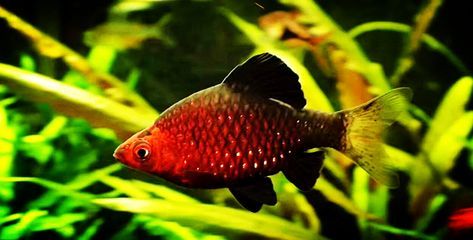 觀賞魚紅黑相間是什么魚（菩薩魚和虎皮魚的區別）