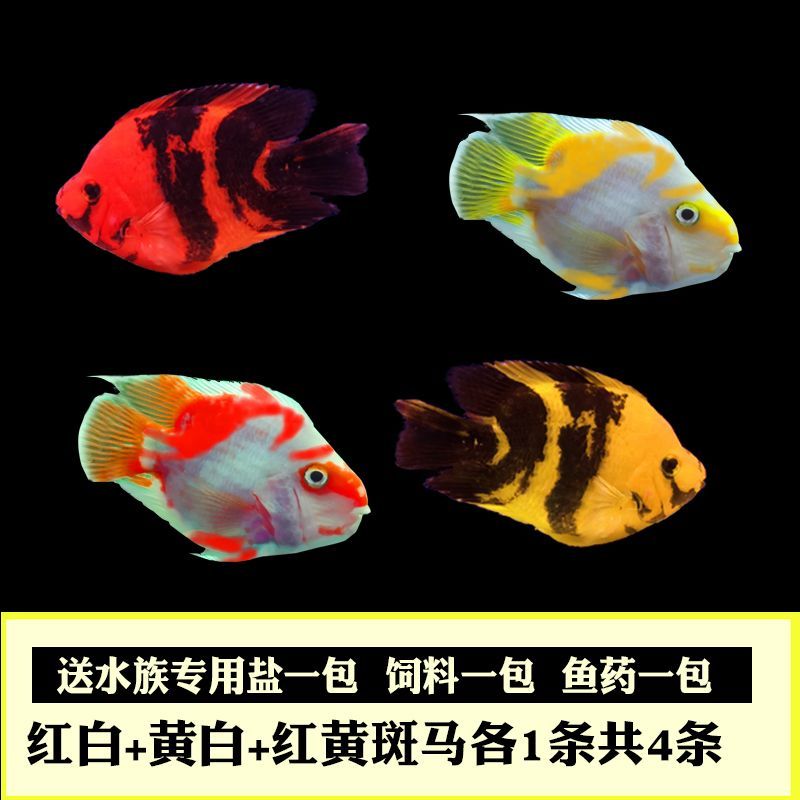 觀賞魚紅黑相間是什么魚（菩薩魚和虎皮魚的區別）