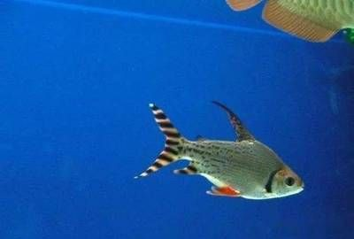 印尼虎魚算不算風(fēng)水魚：印尼虎魚算不算風(fēng)水魚呢？