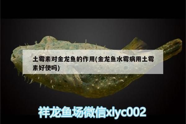 金龍魚可以用慶大霉素藥浴嗎vs祥龍魚場：金龍魚可以使用慶大霉素藥浴嗎？