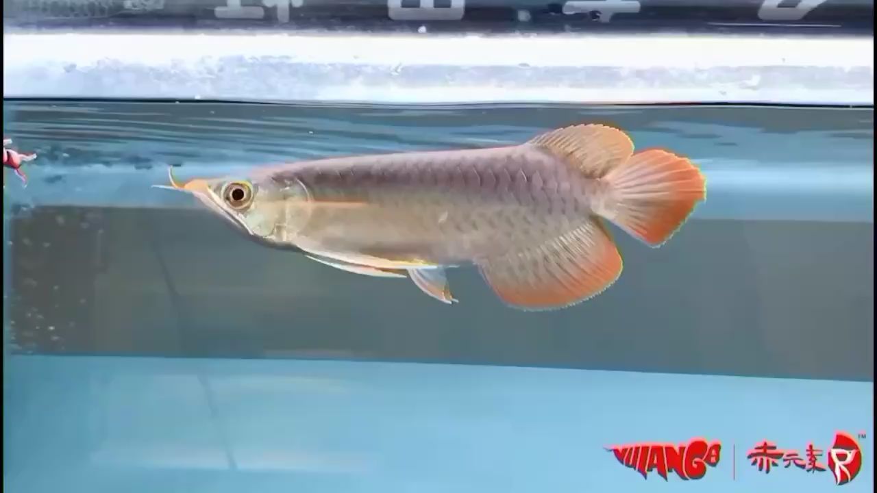 欽州觀賞魚市場(chǎng)赤元素珍品紅龍 欽州觀賞魚市場(chǎng)赤元素珍品紅龍 赤元素