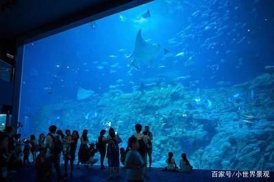 用戶反饋對水族館運營影響(用戶反饋對水族館的影響) 水族館百科(水族館加盟) 第1張 用戶反饋對水族館運營影響(用戶反饋對水族館的影響) 用戶反饋對水族館運營影響(用戶反饋對水族館的影響) 水族館百科(水族館加盟) 第1張