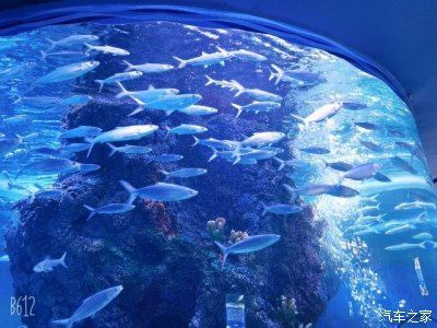 用戶反饋對水族館運營影響(用戶反饋對水族館的影響) 水族館百科(水族館加盟) 第5張 用戶反饋對水族館運營影響(用戶反饋對水族館的影響) 用戶反饋對水族館運營影響(用戶反饋對水族館的影響) 水族館百科(水族館加盟) 第5張