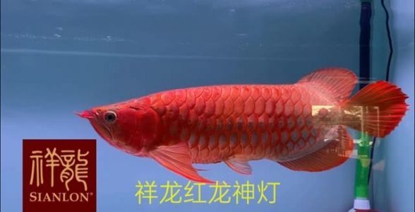 馬印神燈發(fā)色燈怎么是白色的呢：馬印神燈發(fā)色燈怎么是白色的 馬印神燈發(fā)色燈怎么是白色的呢：馬印神燈發(fā)色燈怎么是白色的 馬印水族 第1張
