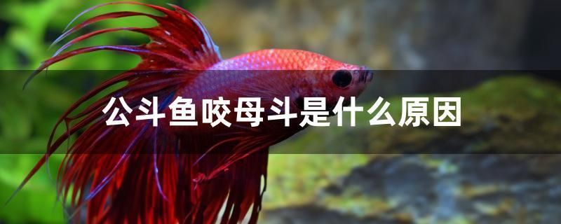 魚缸景觀制作方法圖片（魚缸景觀制作方法圖片大全）