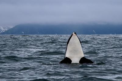 招財金龍魚多少錢一包圖片：探尋招財金龍魚香煙價格背后的故事