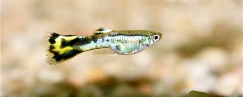 金龍魚正常生長速度（ 金龍魚生長各個階段圖片） 金龍魚正常生長速度（ 金龍魚生長各個階段圖片） 九鼎魚缸