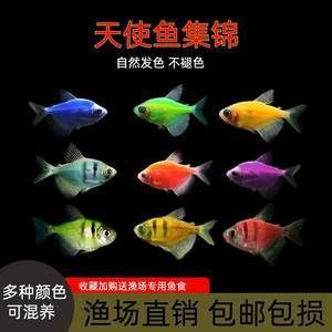 虎魚褪色后可以康復嗎：虎魚的體色受到多種環境因素影響，虎魚褪色后可以康復嗎
