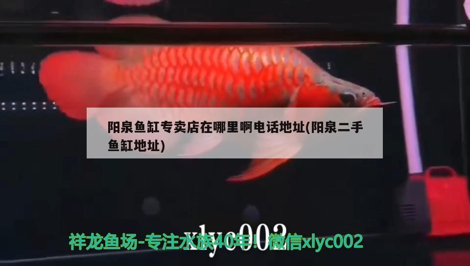 陽(yáng)泉魚缸專賣店在哪里啊電話地址(陽(yáng)泉二手魚缸地址) 陽(yáng)泉魚缸專賣店在哪里啊電話地址(陽(yáng)泉二手魚缸地址) 錦鯉魚百科