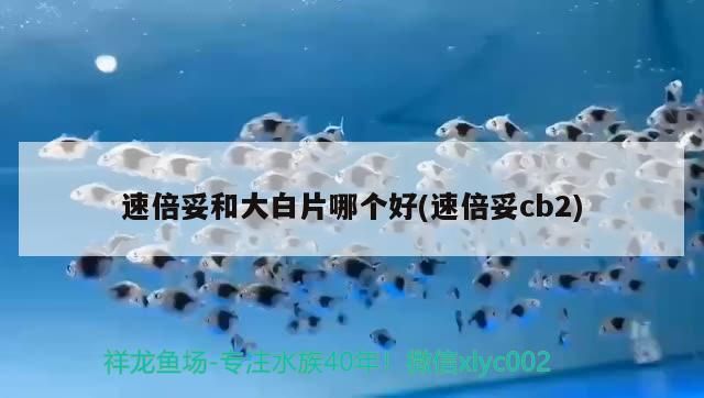 速倍妥和大白片哪個好(速倍妥cb2) 速倍妥和大白片哪個好(速倍妥cb2) 速倍妥