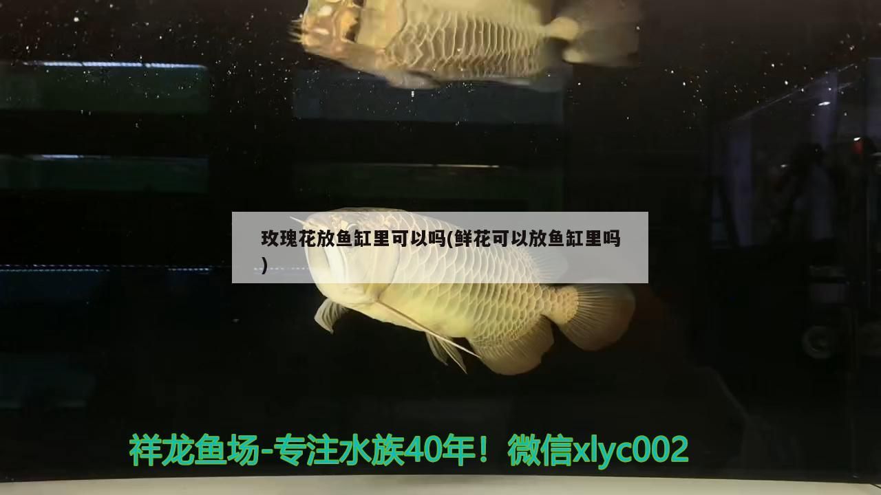 酒紅雷龍魚怎么分公母(酒紅雷龍魚公母怎么區分) 酒紅雷龍魚怎么分公母(酒紅雷龍魚公母怎么區分) 元寶鳳凰魚百科
