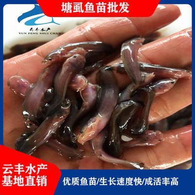 觀賞魚銷售模式（觀賞魚的銷售模式） 觀賞魚銷售模式（觀賞魚的銷售模式） 一方水族 第3張