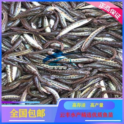 觀賞魚銷售模式(觀賞魚的銷售模式) 一方水族 第4張 觀賞魚銷售模式(觀賞魚的銷售模式) 觀賞魚銷售模式(觀賞魚的銷售模式) 一方水族 第4張