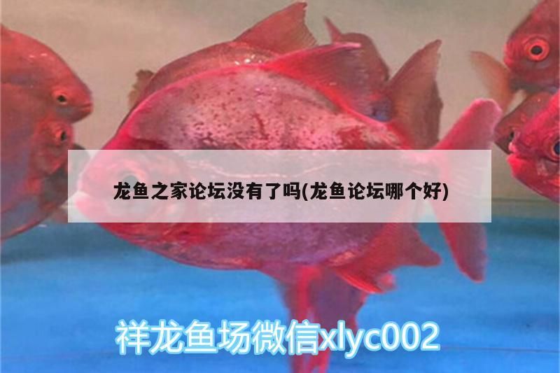 龍魚(yú)之家論壇沒(méi)有了嗎(龍魚(yú)論壇哪個(gè)好)