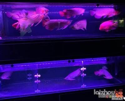 紅龍魚缸燈最佳擺放位置