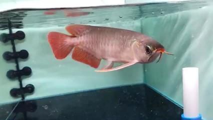 龍魚立鱗可以喂食嗎vs祥龍魚場(chǎng)：祥龍魚場(chǎng)龍魚立鱗癥狀及處理