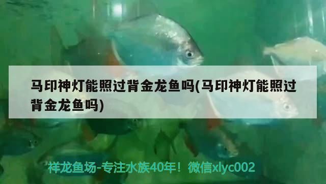 馬印神燈能照過背金龍魚嗎(馬印神燈能照過背金龍魚嗎)