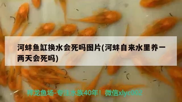 河蚌魚缸換水會死嗎圖片(河蚌自來水里養(yǎng)一兩天會死嗎)