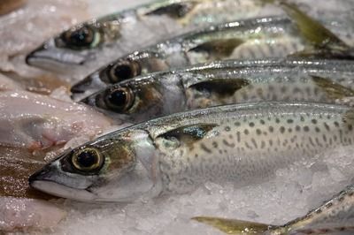 龍魚 頭洞vs祥龍魚場：頭洞龍魚養殖技術要點頭洞龍魚市場價格評價