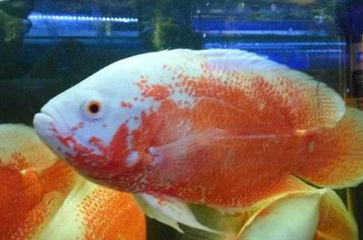 長(zhǎng)壽花和金龍魚(yú)哪個(gè)好養(yǎng)活些：長(zhǎng)壽花與金龍魚(yú)，誰(shuí)更易養(yǎng)活？