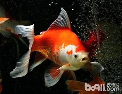 草金魚能長多大（關于草金魚的生長大小，你了解多少？） 草金魚能長多大（關于草金魚的生長大小，你了解多少？） 特里斯紅外線 第1張