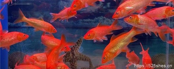 草金魚能長多大（關于草金魚的生長大小，你了解多少？） 草金魚能長多大（關于草金魚的生長大小，你了解多少？） 特里斯紅外線 第3張