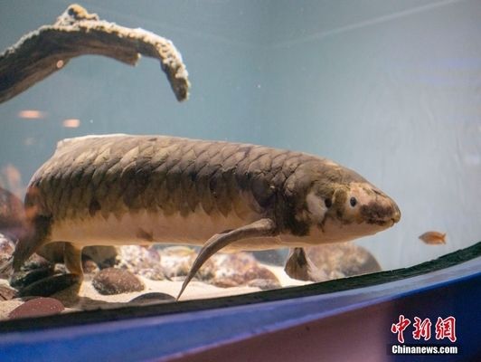 長沙龍魚水族店電話多少啊：探尋長沙龍魚水族店，聯(lián)系方式及背后的故事