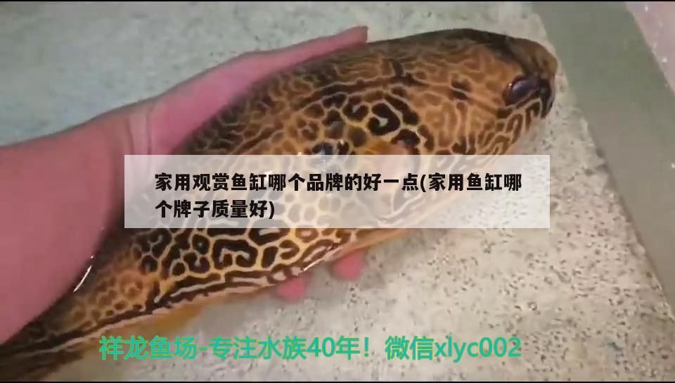 家用觀賞魚缸哪個品牌的好一點(家用魚缸哪個牌子質量好) 家用觀賞魚缸哪個品牌的好一點(家用魚缸哪個牌子質量好) 錦鯉魚百科