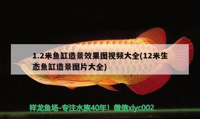 小型魚 1.2米魚缸造景效果圖視頻大全(12米生態魚缸造景圖片大全) 觀賞魚百科 1.2米魚缸造景效果圖視頻大全(12米生態魚缸造景圖片大全) 1.2米魚缸造景效果圖視頻大全(12米生態魚缸造景圖片大全) 觀賞魚百科