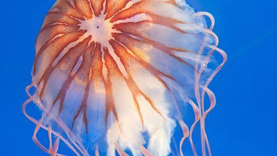 水族館有什么：上海水族館特色展區介紹 水族館有什么：上海水族館特色展區介紹 水族館百科（水族館加盟） 第4張