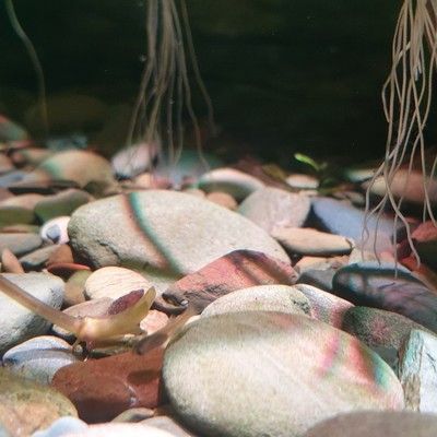 創寧水族代理:創寧水族用品有限公司91371581ma945ccn1m 創寧水族 第2張 創寧水族代理:創寧水族用品有限公司91371581ma945ccn1m 創寧水族代理:創寧水族用品有限公司91371581ma945ccn1m 創寧水族 第2張