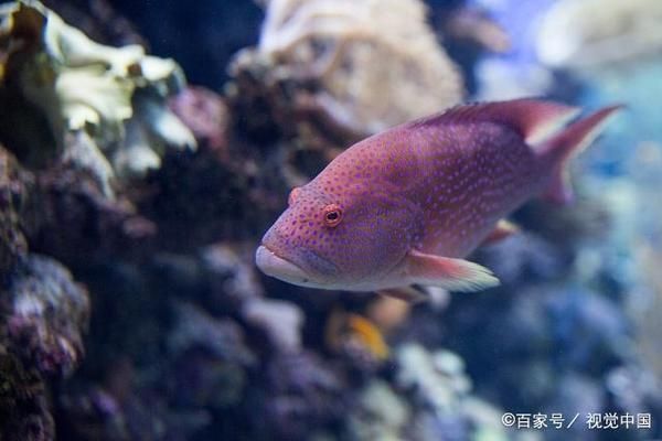 長(zhǎng)沙九龍魚(yú)頭天心閣電話地址是多少：探秘長(zhǎng)沙九龍魚(yú)頭天心閣店，舌尖上的湖湘風(fēng)味