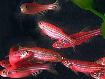 各種觀賞魚的壽命是多少年（關于觀賞魚的養護秘籍）
