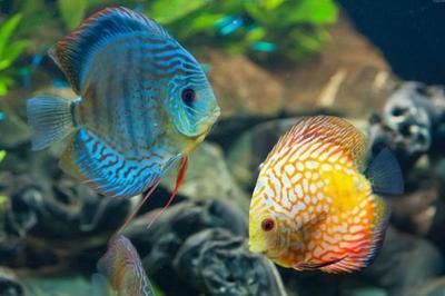 各種觀賞魚的壽命是多少年（關于觀賞魚的養護秘籍）