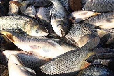 淡水魟魚(yú)多少錢(qián)：淡水魟魚(yú)多少錢(qián)一對(duì)