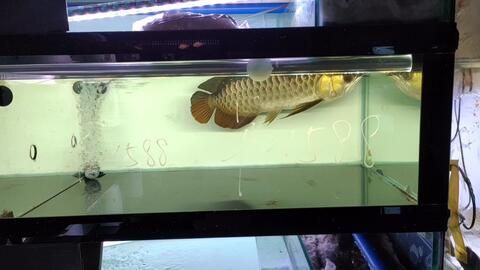 大湖紅龍魚與印尼紅龍魚的差別在哪兒：大湖紅龍魚與印尼紅龍魚的區別