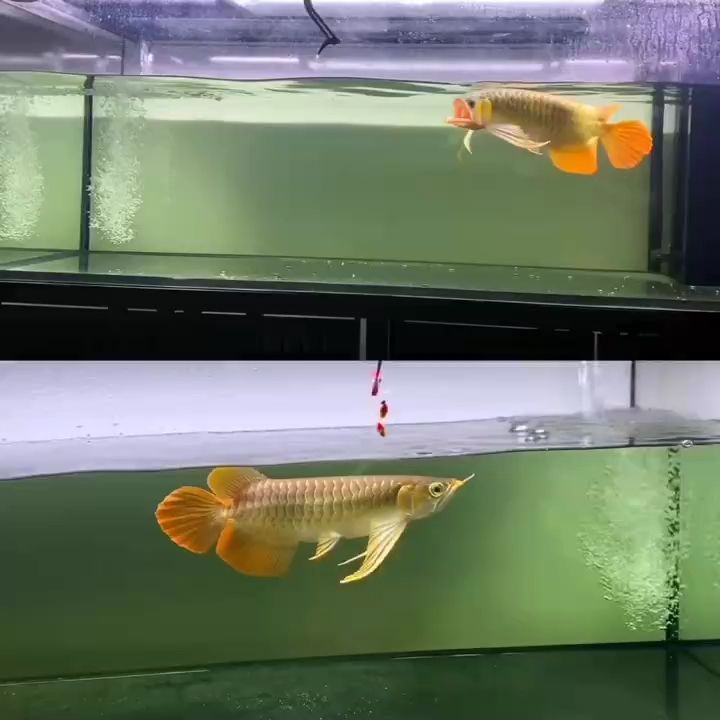 大湖紅龍：大湖紅龍，你們喜歡第一條還是喜歡下面這條